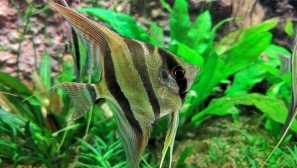 Scarary altum-rio negro altuma